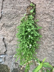 Oldenlandia salzmannii