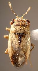 Geocoris pallens
