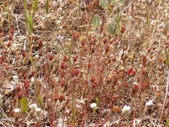 Pentachaeta exilis exilis