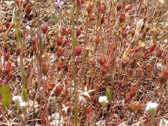 Pentachaeta exilis exilis