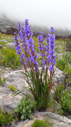Aristea capitata (L.) Ker Gawl.