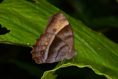 Taygetis thamyra