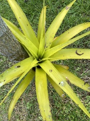 Tillandsia elongata