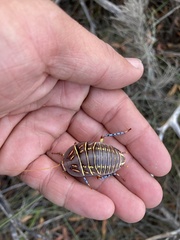 Polyzosteria mitchelli