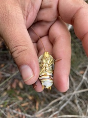 Polyzosteria mitchelli