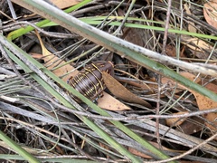 Polyzosteria mitchelli