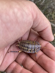 Polyzosteria mitchelli