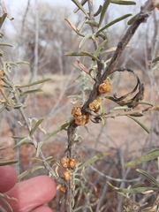 Ceroplastes irregularis