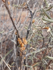 Ceroplastes irregularis