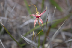Caladenia decora