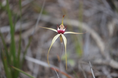 Caladenia decora