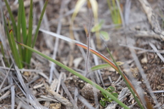 Caladenia decora