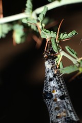 Periclystus circuiter