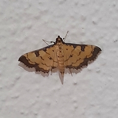 Ategumia ebulealis
