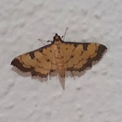 Ategumia ebulealis