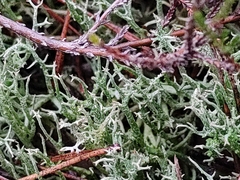Cladonia