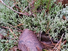 Cladonia