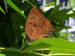 Arhopala centaurus nakula