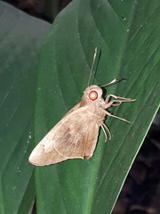 Erionota hiraca