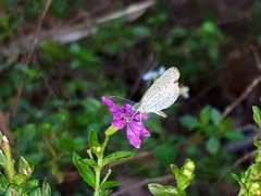 Zizula hylax pygmaea