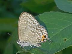 Catopyrops ancyra