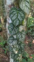 Philodendron brandtianum