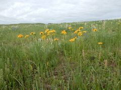 Arnica sororia