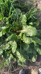 Beta vulgaris cicla