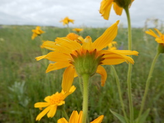 Arnica sororia