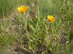 Arnica sororia