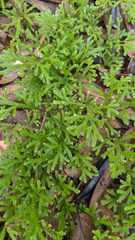Selaginella concinna