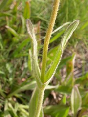 Arnica sororia