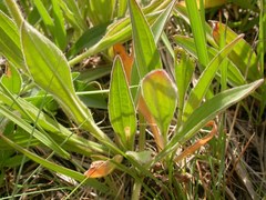 Arnica sororia