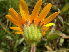 Arnica sororia