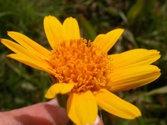 Arnica sororia
