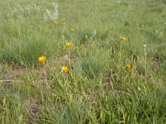 Arnica sororia