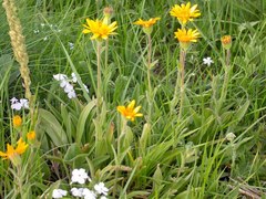 Arnica sororia