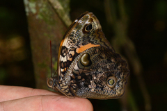 Opsiphanes quiteria