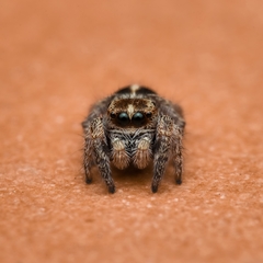 Pellenes tripunctatus