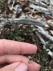 Ceanothus roderickii