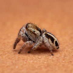 Pellenes tripunctatus