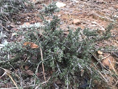 Ceanothus roderickii