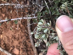 Ceanothus roderickii