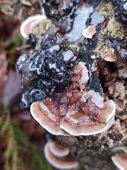 Trametes versicolor