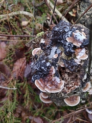 Trametes versicolor