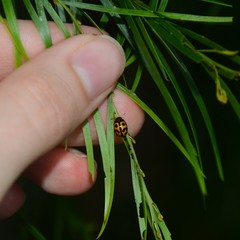 Peltoschema basicolle