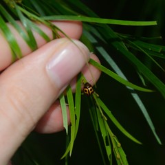 Peltoschema basicolle