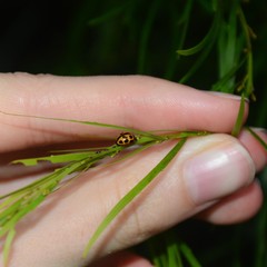 Peltoschema basicolle