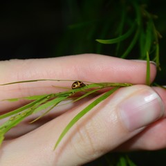 Peltoschema basicolle