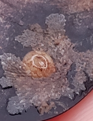 Watersiporidae